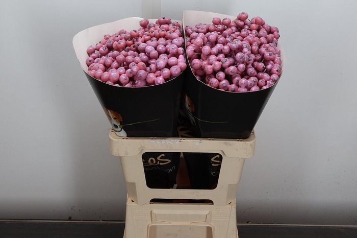 <h4>Snijgroen Snijbloemen Klb H</h4>