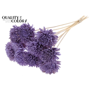 Shola Zinia Ø8cm on stem Milka