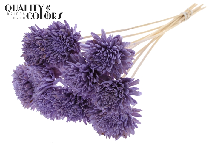 Shola Zinia Ø8cm on stem Milka