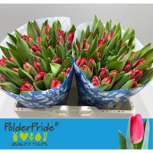 TU EN ANTARCTIC FIRE