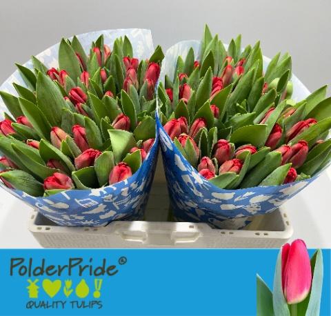 <h4>TU EN ANTARCTIC FIRE</h4>