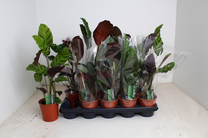 <h4>CALAT GEM 3 SRT</h4>