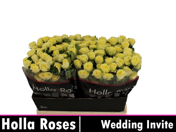 R TR WEDDING INVITE