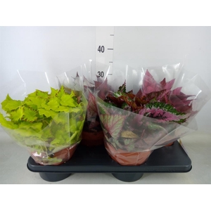 Begonia BD 'Beleaf'   ...mix