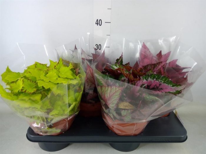 <h4>Begonia BD 'Beleaf'   ...mix</h4>