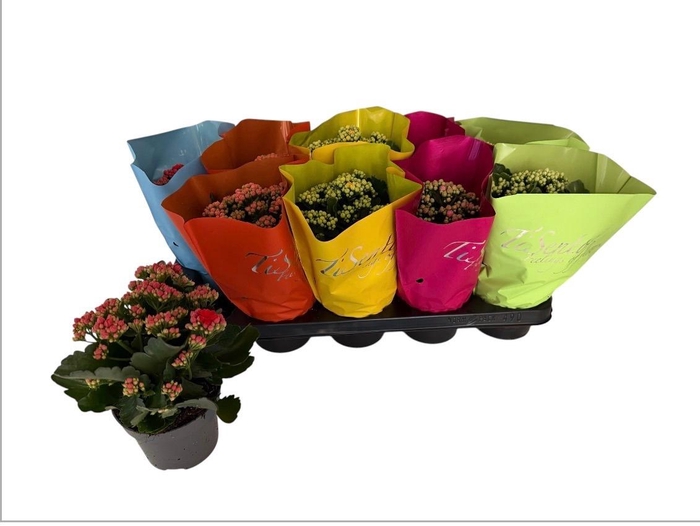 <h4>KAL GE GEM</h4>