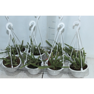 CACTUS RABO DE RATO C13