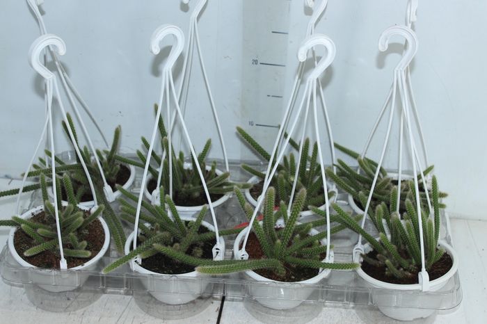 <h4>CACTUS RABO DE RATO C13</h4>