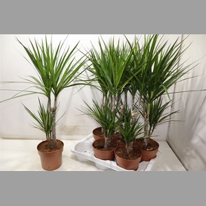 Dra Marginata