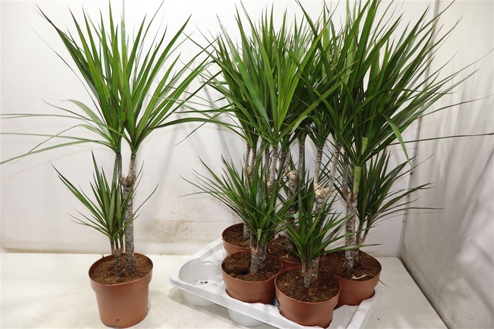 <h4>Dra Marginata</h4>
