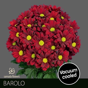 CHR T BAROLO