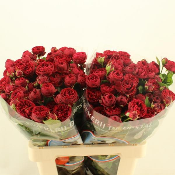 <h4>R Tr Maroon Opstal</h4>