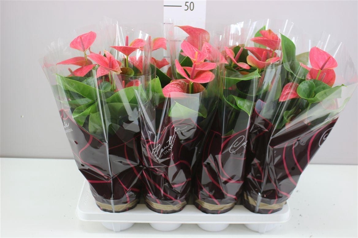 <h4>Anth An Roze</h4>