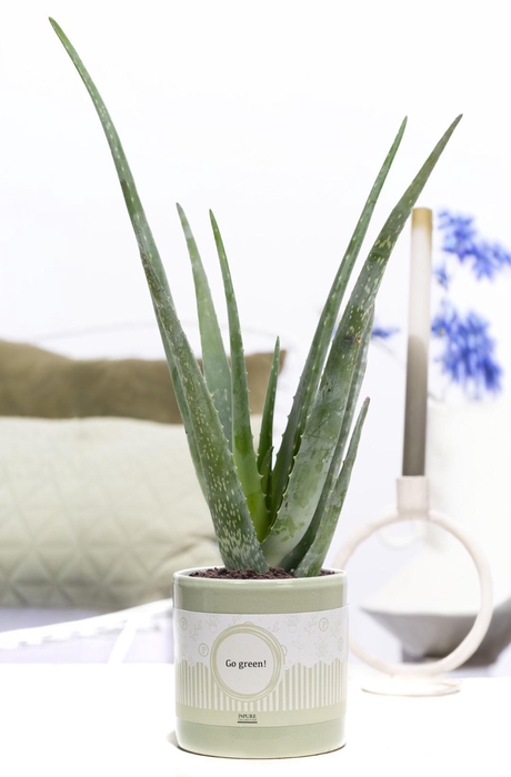<h4>Aloe Vera Gift P&P cadeau concept: GO GREEN!</h4>