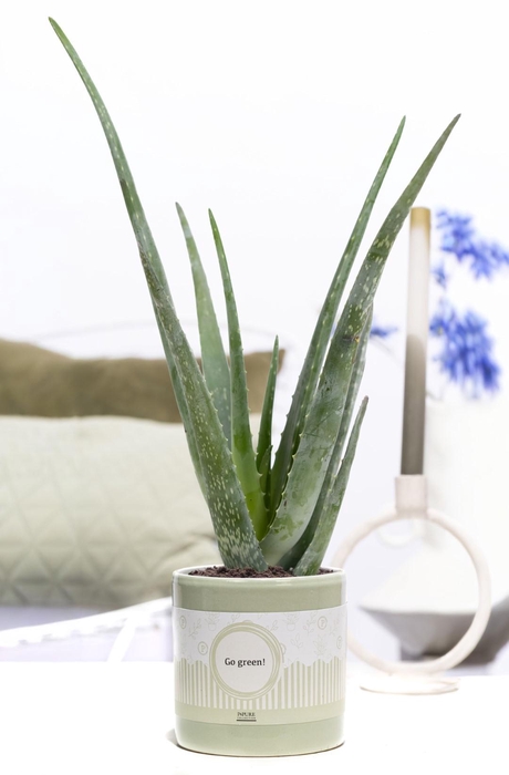 <h4>Aloe Vera Gift P&P cadeau concept: GO GREEN!</h4>