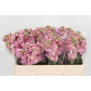 Matthiola Incana D Roze