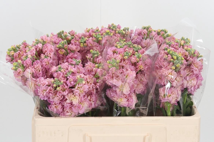 <h4>Matthiola Incana D Roze</h4>