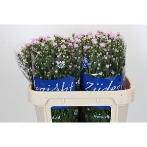 Aster Claudia