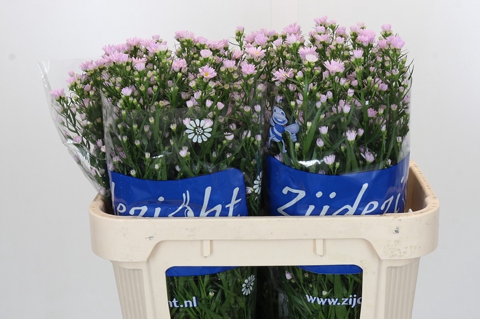 <h4>Aster Claudia</h4>