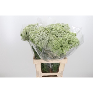 Ammi Majus Visnaga