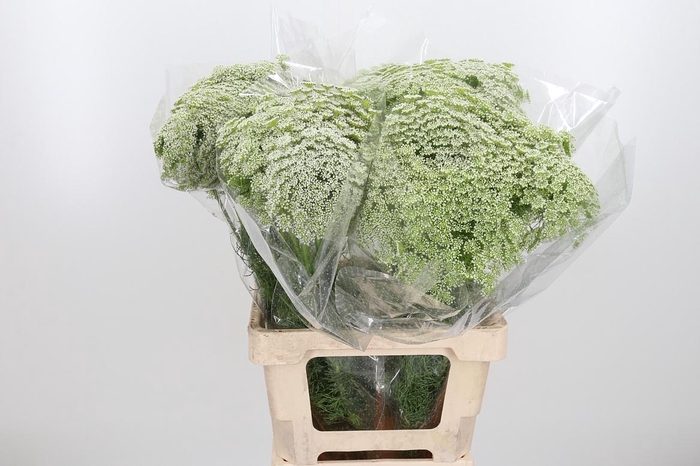 <h4>Ammi Majus Visnaga</h4>