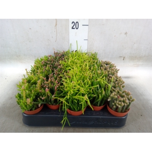 Rhipsalis   ...mix