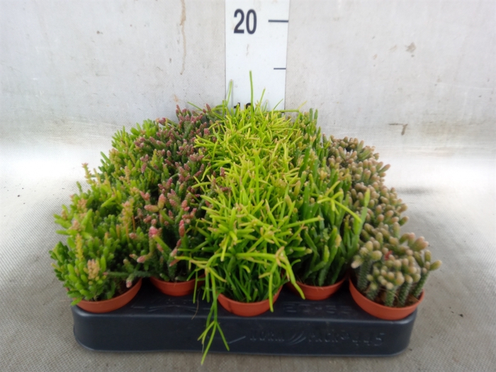 <h4>Rhipsalis   ...mix</h4>