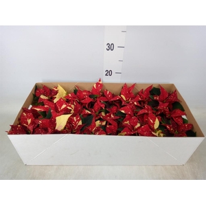 Euphorbia pulc. 'Primero Glitter'