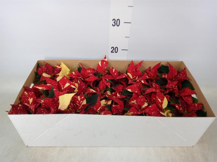 <h4>Euphorbia pulc. 'Primero Glitter'</h4>