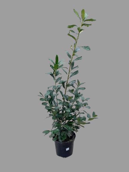 <h4>PRUN LA NOVITA</h4>