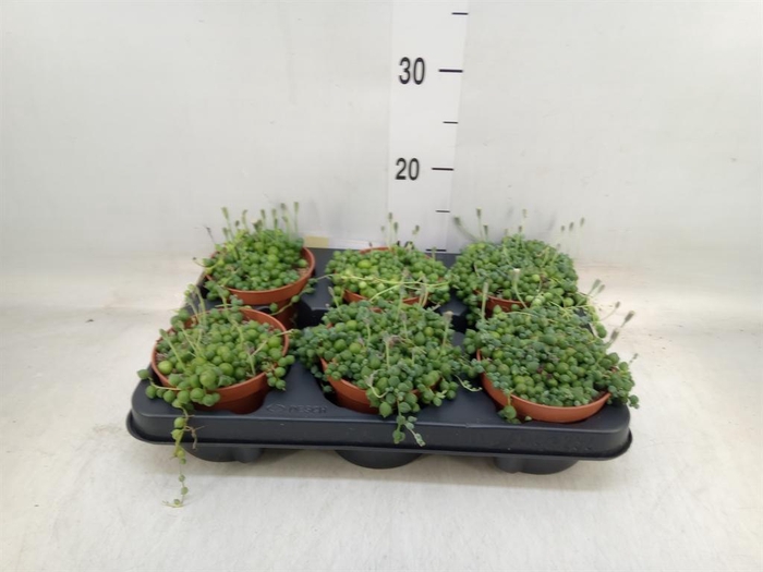 <h4>Senecio rowleyanus</h4>