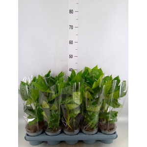 Fatsia japonica   ...