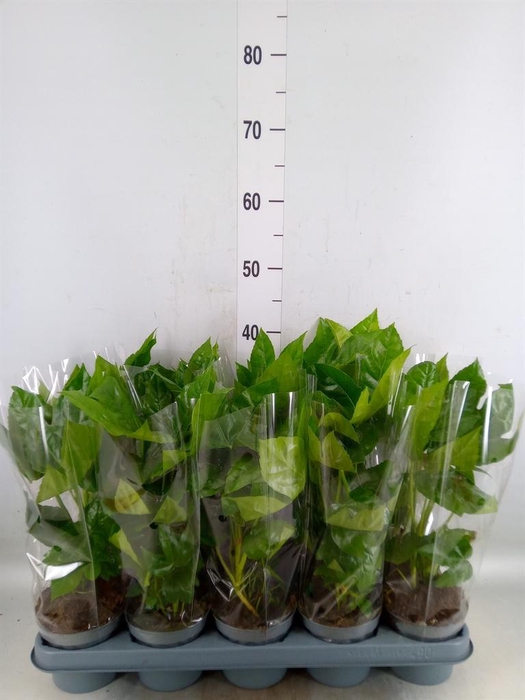 <h4>Fatsia japonica   ...</h4>