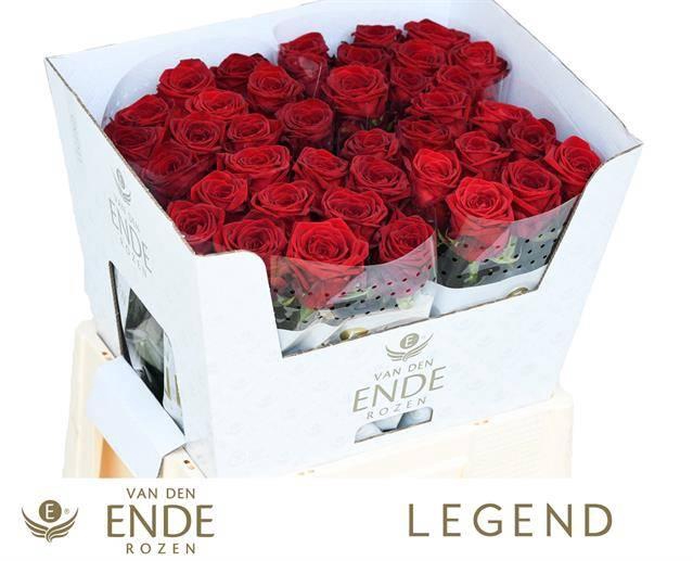 <h4>R GR RED NAOMI LEGEND 60cm</h4>