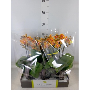 Phalaenopsis multi.   ...orange