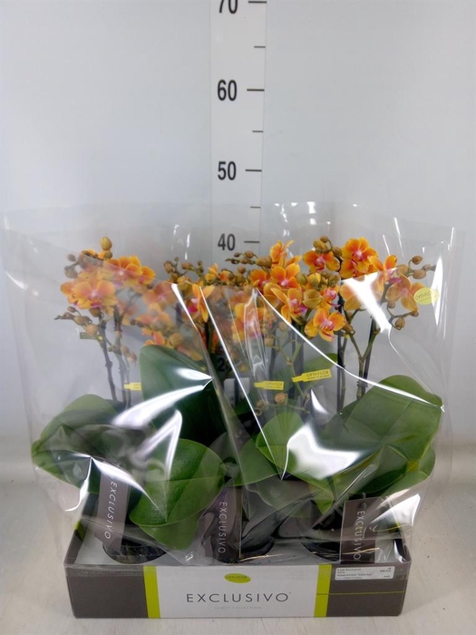 <h4>Phalaenopsis multi.   ...orange</h4>