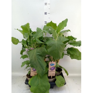 Solanum melongena  ...Aubergine