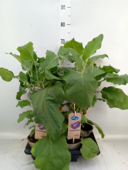 <h4>Solanum melongena  ...Aubergine</h4>