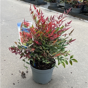 Nandina domestica Obsessed ('Seika'PBR)