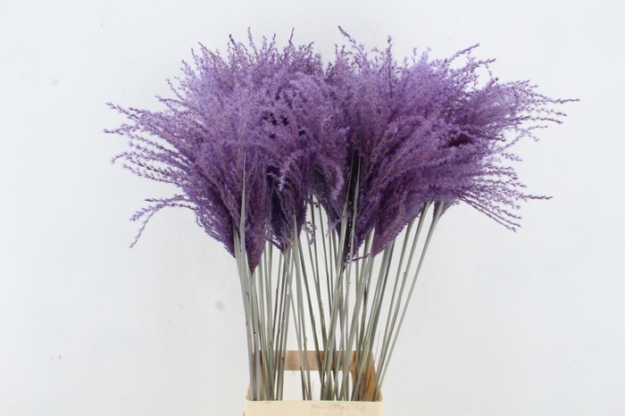 <h4>DF Miscanthus 90cm Milka</h4>