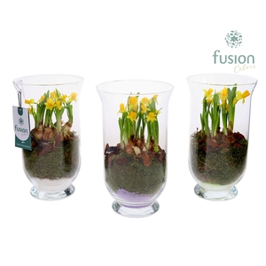 Glas Arizona met Narcis