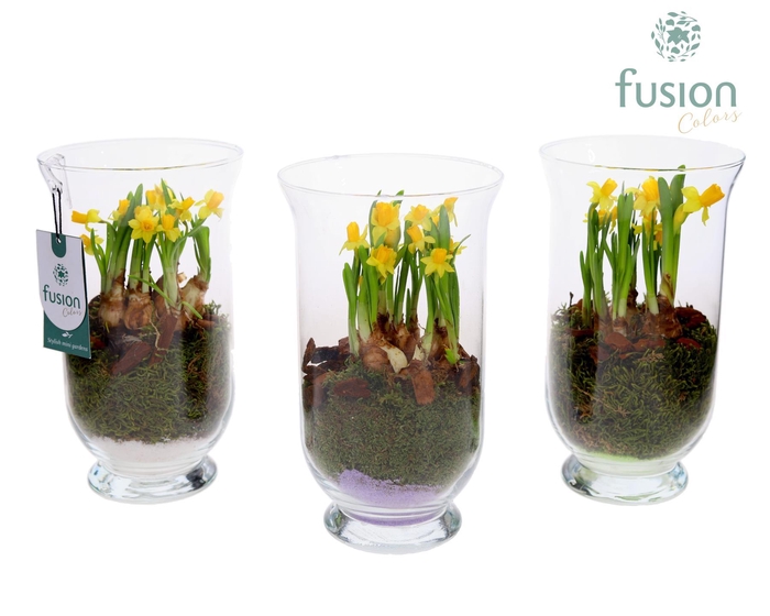 <h4>Glas Arizona met Narcis</h4>