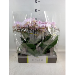 Phalaenopsis multi. 'FC Angel Eyes'