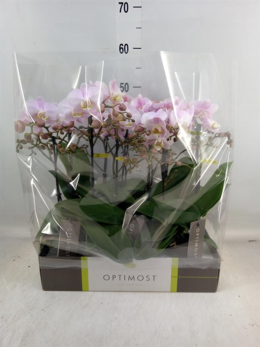 <h4>Phalaenopsis multi. 'FC Angel Eyes'</h4>