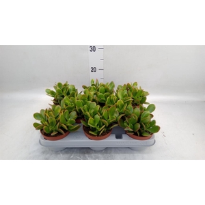 Crassula ovata 'Sunset'