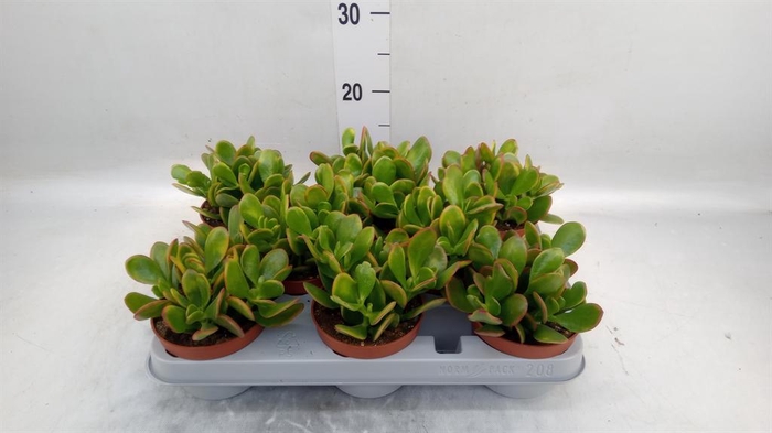 <h4>Crassula ovata 'Sunset'</h4>