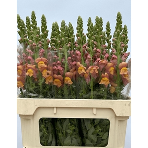 ANTIR NANTES L ORANG