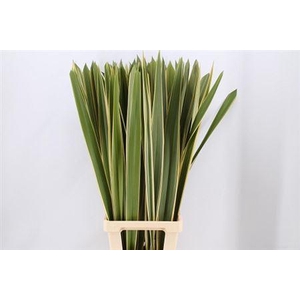 Phormium Ten Vatiega