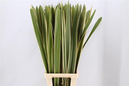 <h4>Phormium Ten Vatiega</h4>