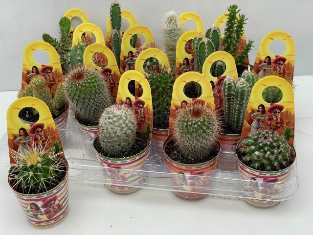 <h4>CACTUS GEM</h4>